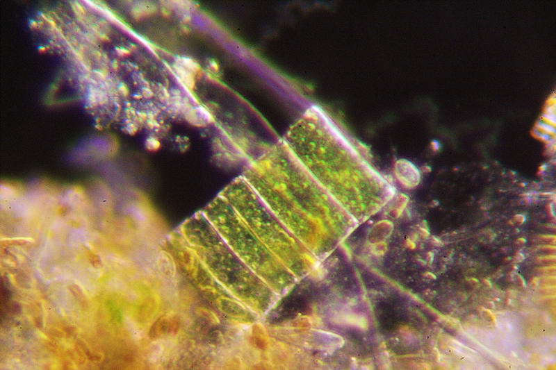 Fragilaria