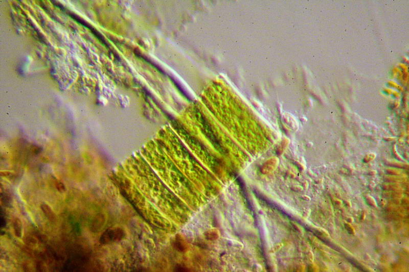 Fragilaria