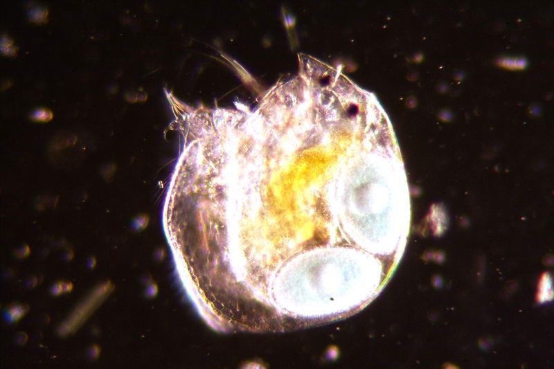 ancora pulci d''acqua.....- Chydorus sp.