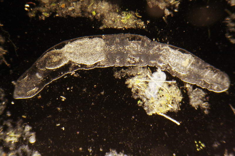 Chaetogaster sp.