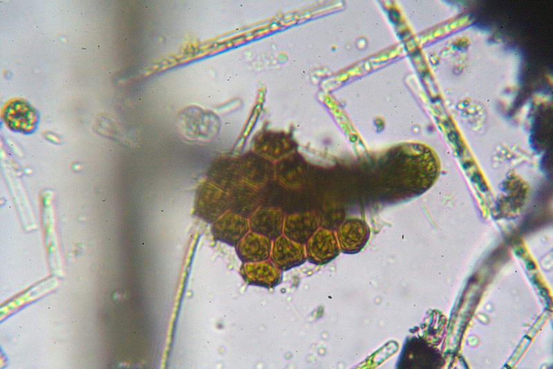 Ancora Pediastrium