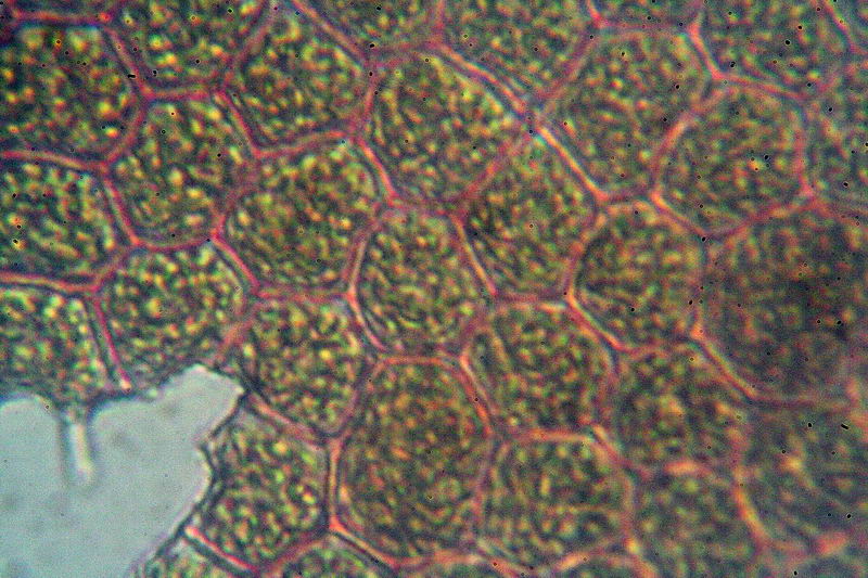 sempre Pediastrum boryanum