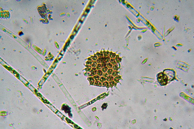 Ancora Pediastrium