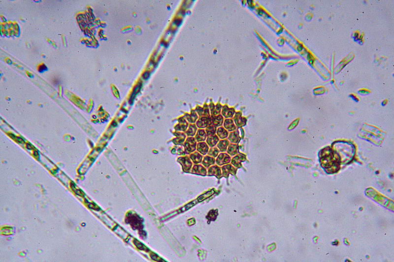 sempre Pediastrum boryanum