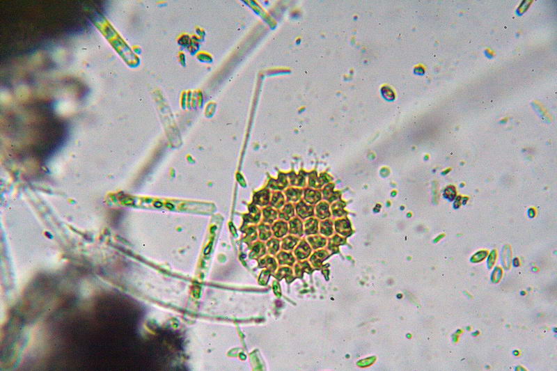 Ancora Pediastrium