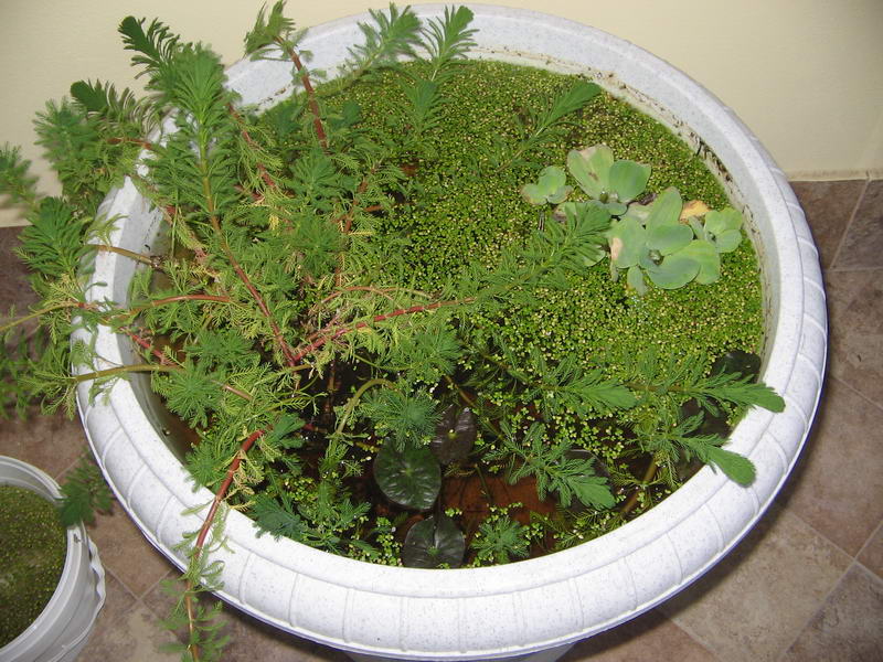 primi organismi del laghetto