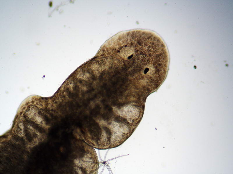 Planaria del ministagno