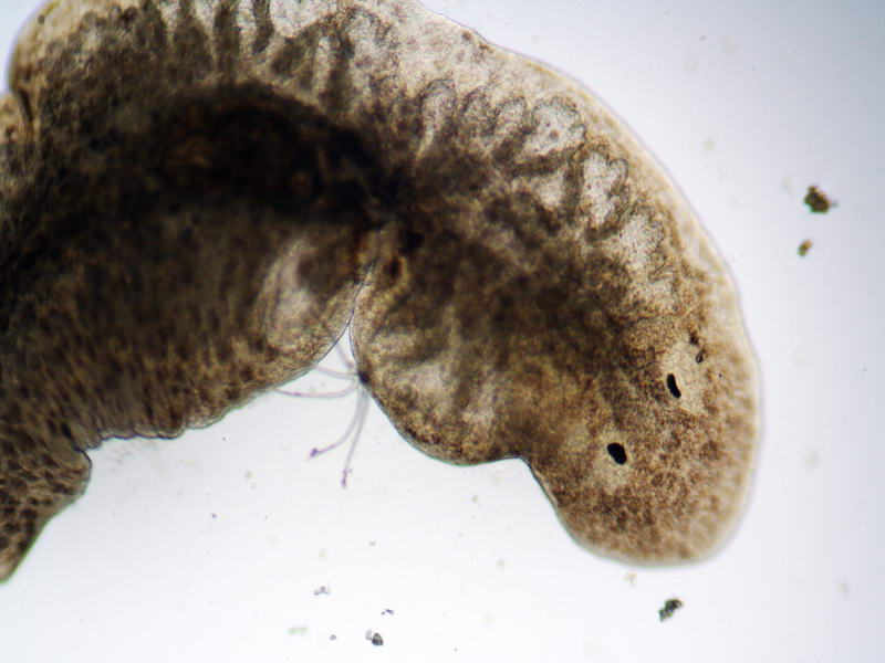 Planaria del ministagno