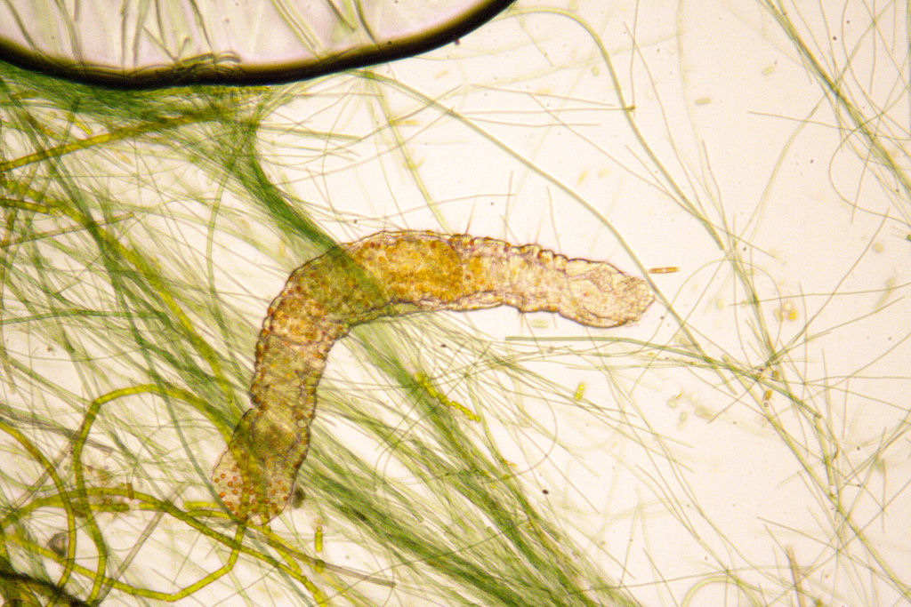 aeleosoma henprichi.