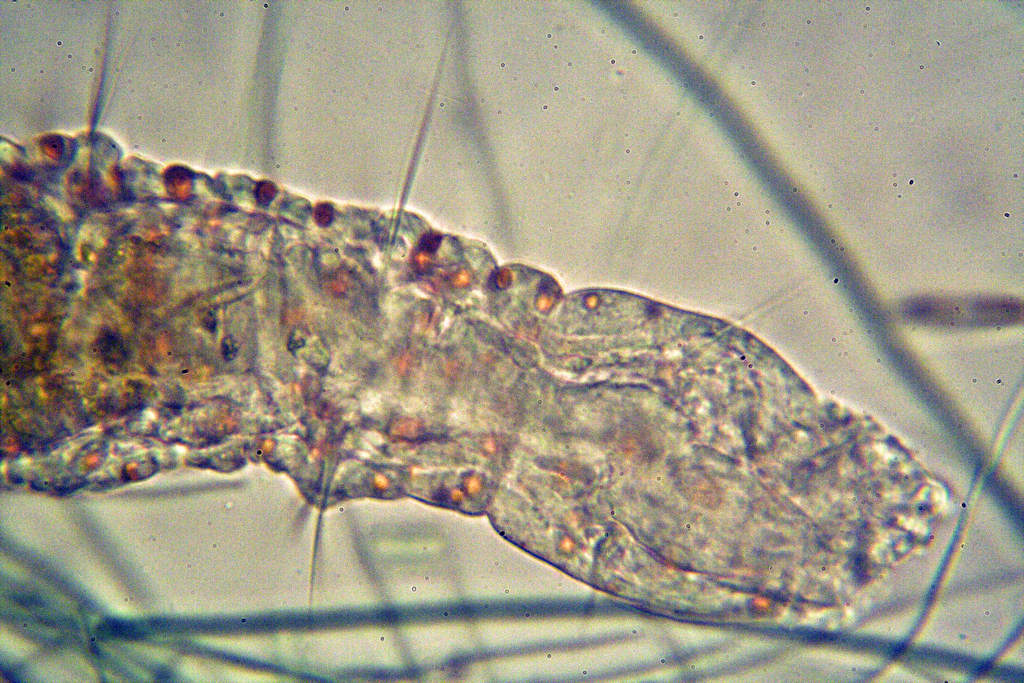 aeleosoma henprichi.