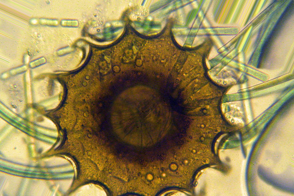 arcelle dentate dell''acquario