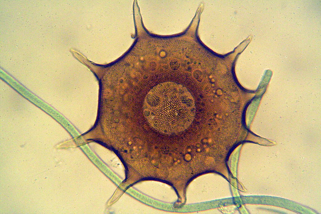 arcelle dentate dell''acquario