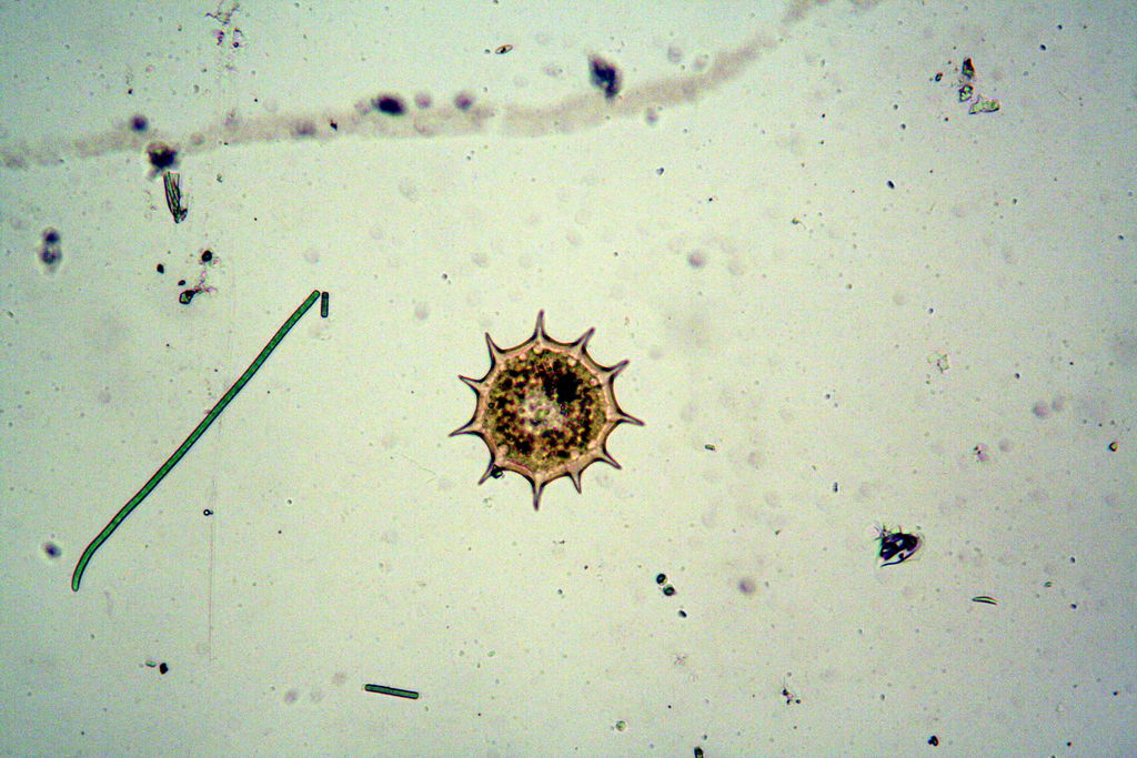 arcelle dentate dell''acquario