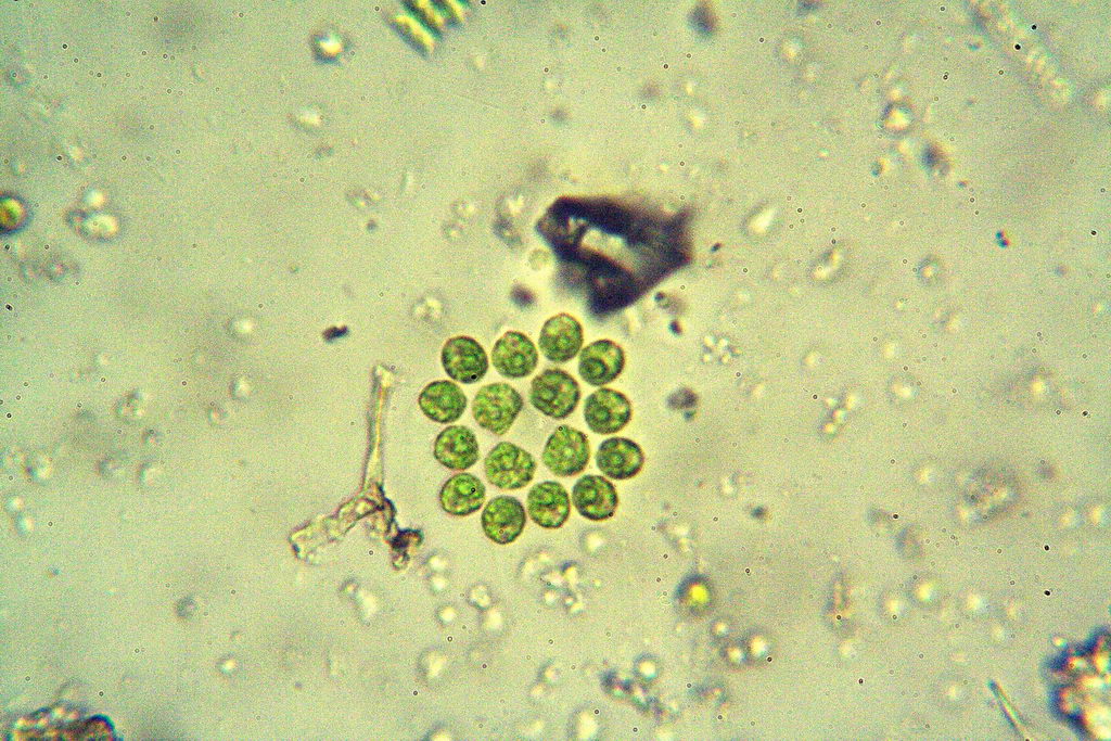 Gonium Pectorale