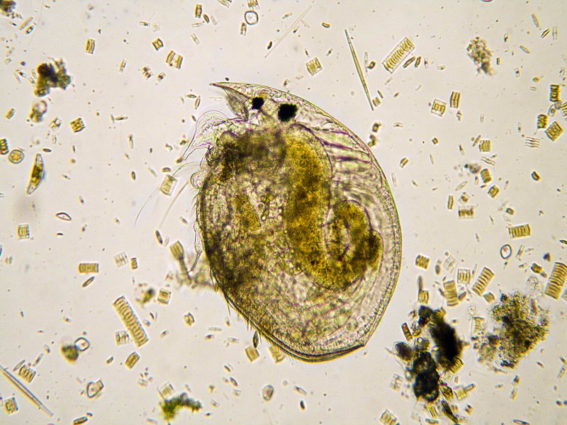 chydorus (immagini)