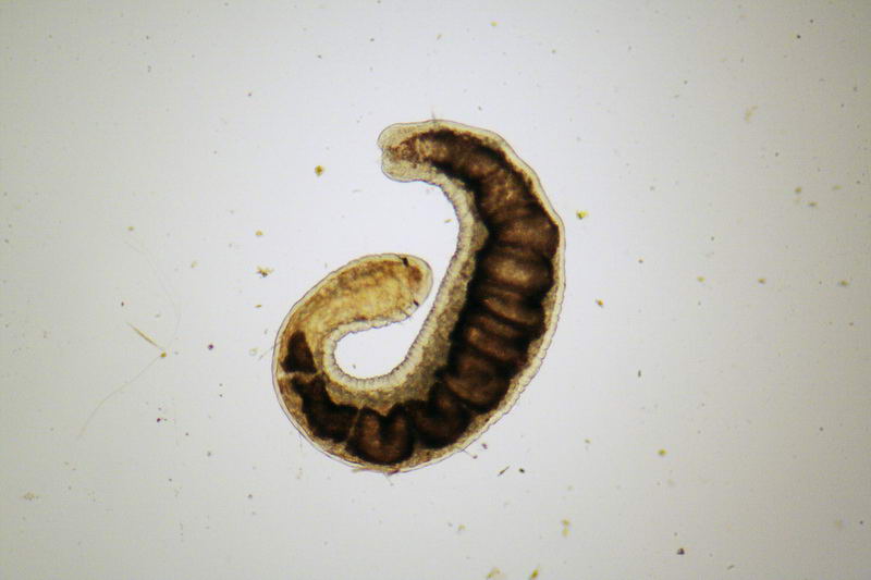 oligochete (Stylaria sp???) - immagini