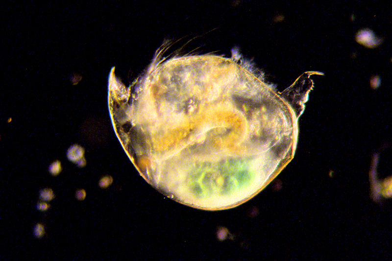 ancora pulci d''acqua.....- Chydorus sp.