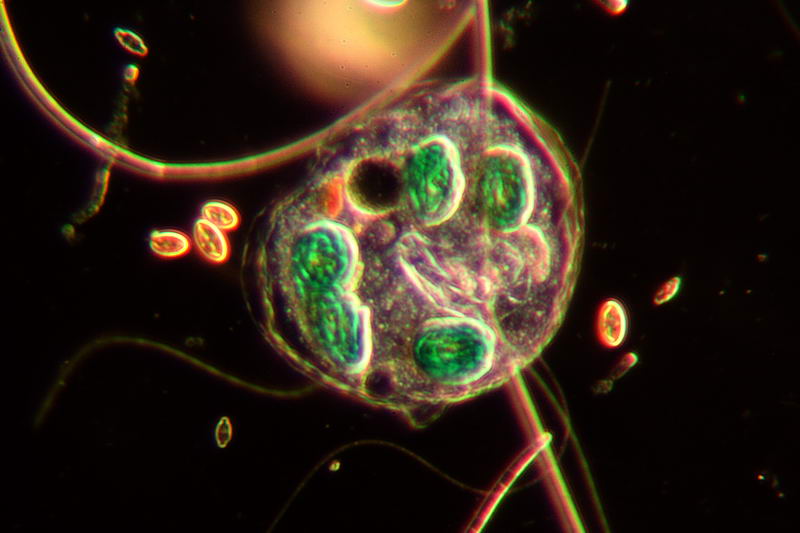 nuovo planacromatico: prime immagini