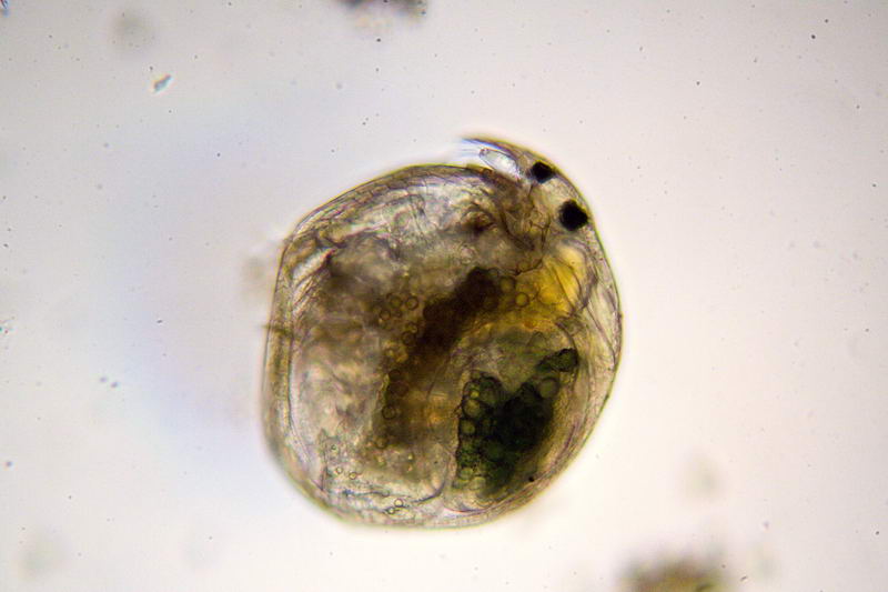 ancora pulci d''acqua.....- Chydorus sp.