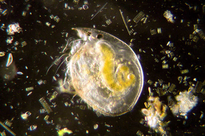 chydorus (immagini)
