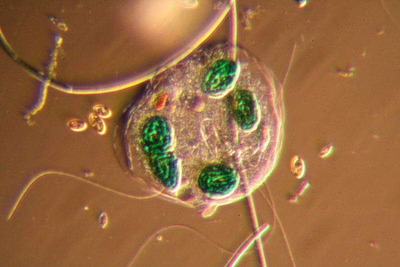 nuovo planacromatico: prime immagini