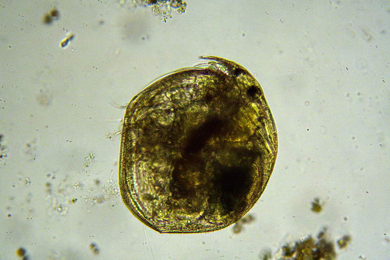 ancora pulci d''acqua.....- Chydorus sp.