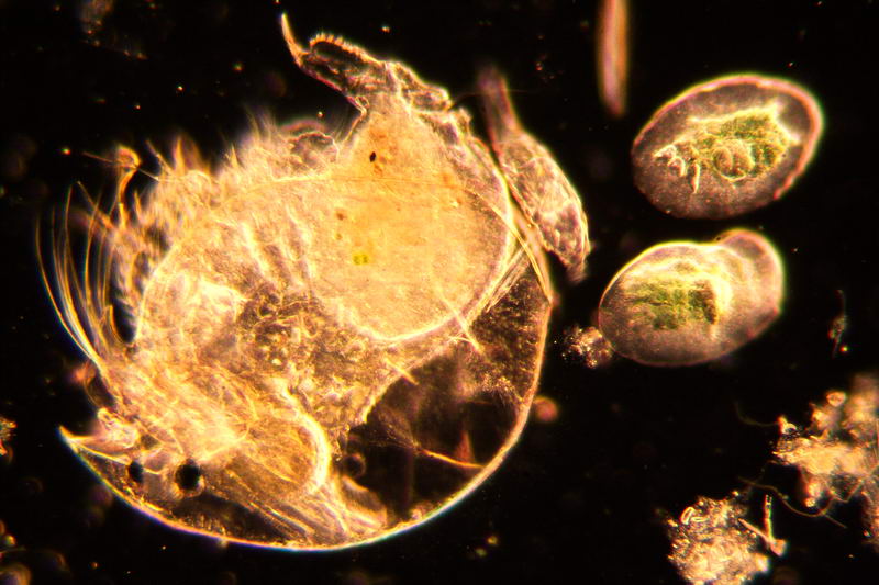 ancora pulci d''acqua.....- Chydorus sp.