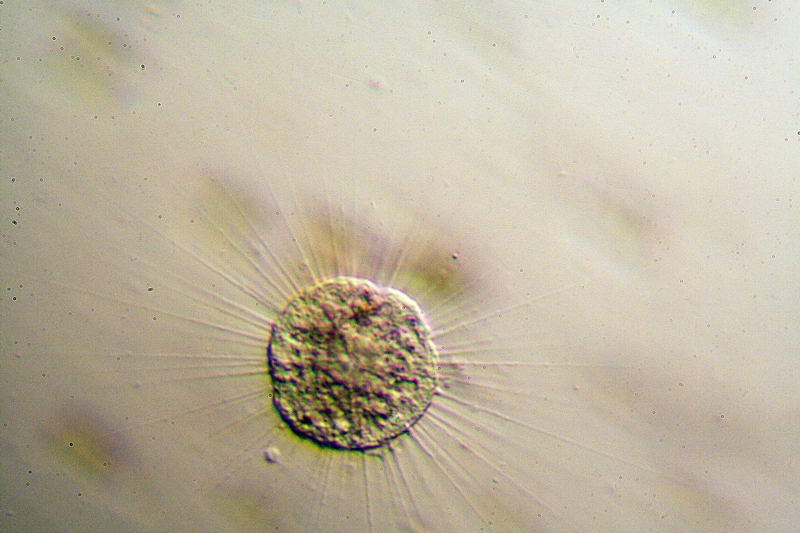 eliozoi