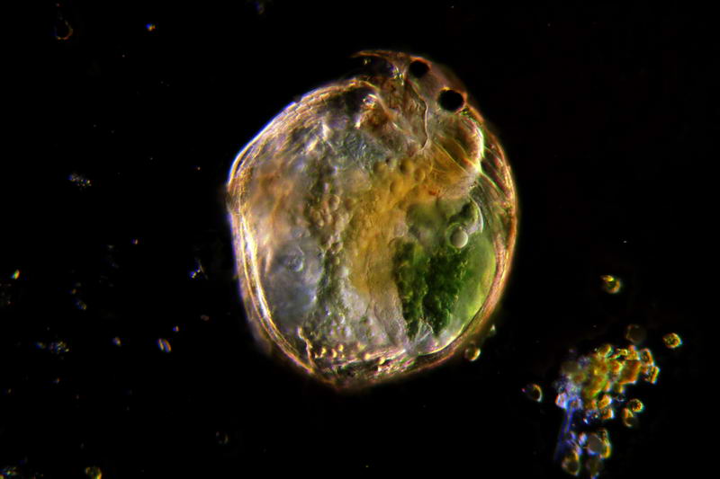 ancora pulci d''acqua.....- Chydorus sp.
