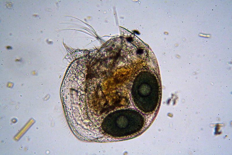 ancora pulci d''acqua.....- Chydorus sp.