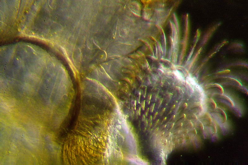 chironomide