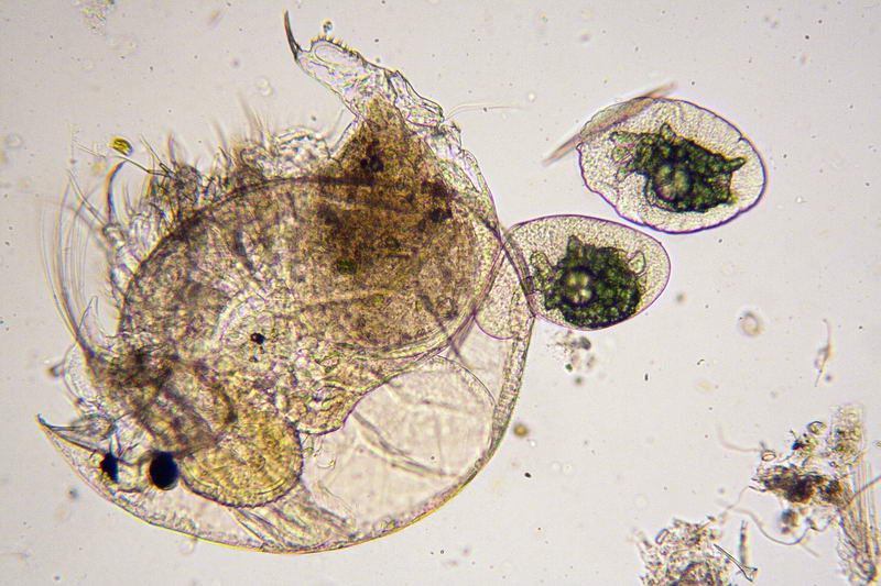 ancora pulci d''acqua.....- Chydorus sp.