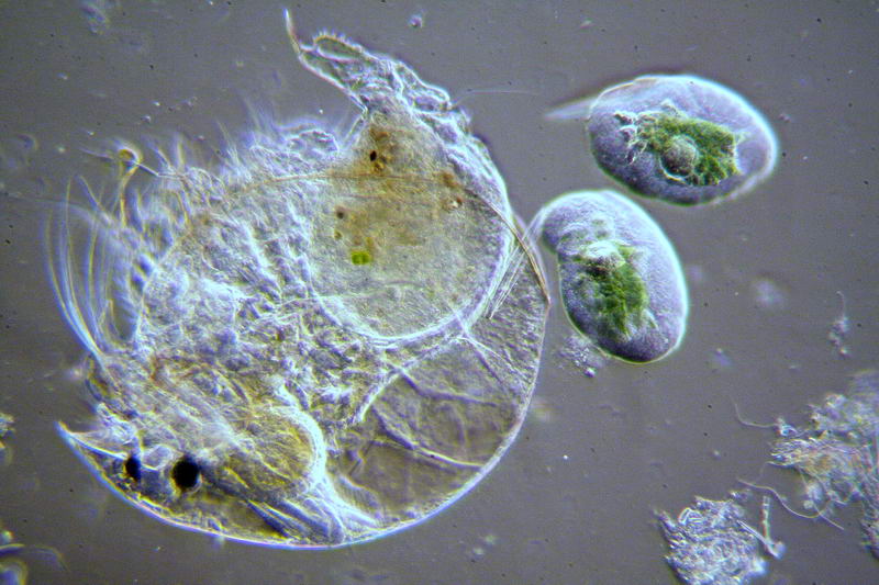 ancora pulci d''acqua.....- Chydorus sp.