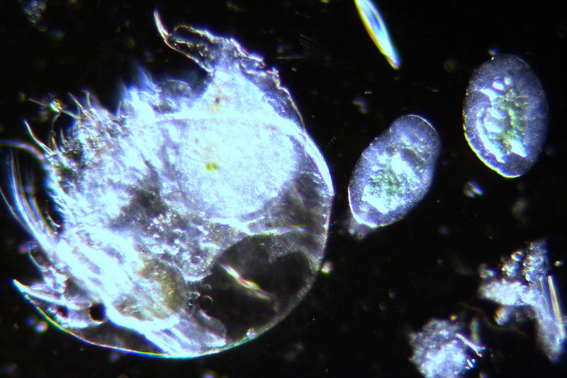 ancora pulci d''acqua.....- Chydorus sp.