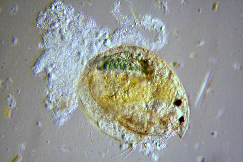 ancora pulci d''acqua.....- Chydorus sp.