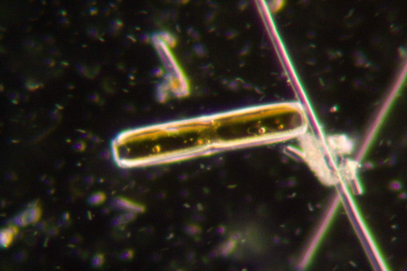 Pinnularia sp.