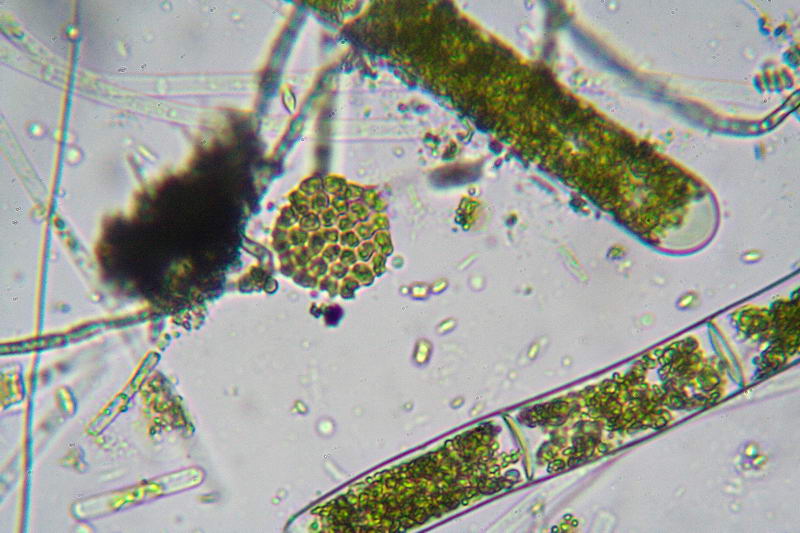 sempre Pediastrum boryanum