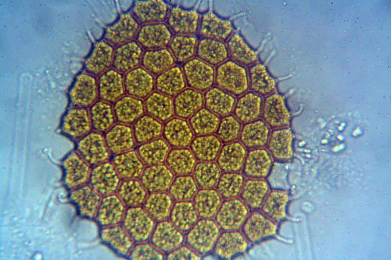 sempre Pediastrum boryanum