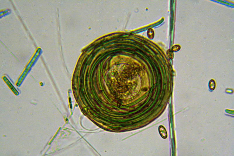nuovo planacromatico: prime immagini