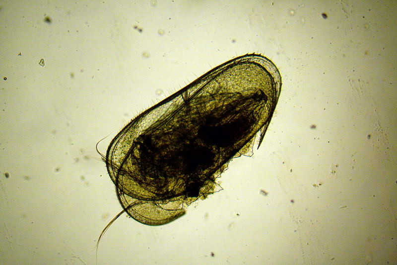 ostracode