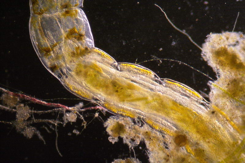 chironomide