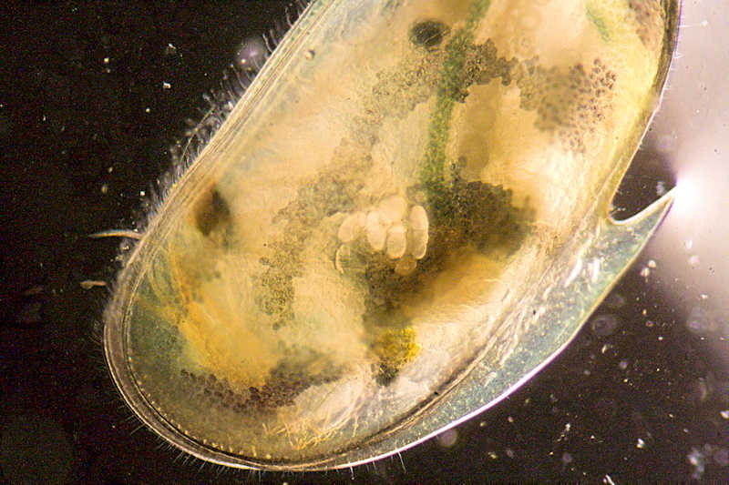 ostracode gigante....