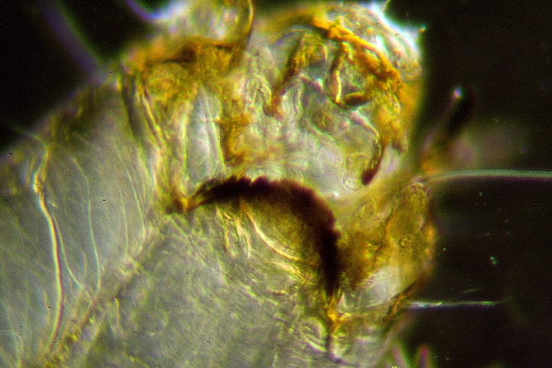 chironomide