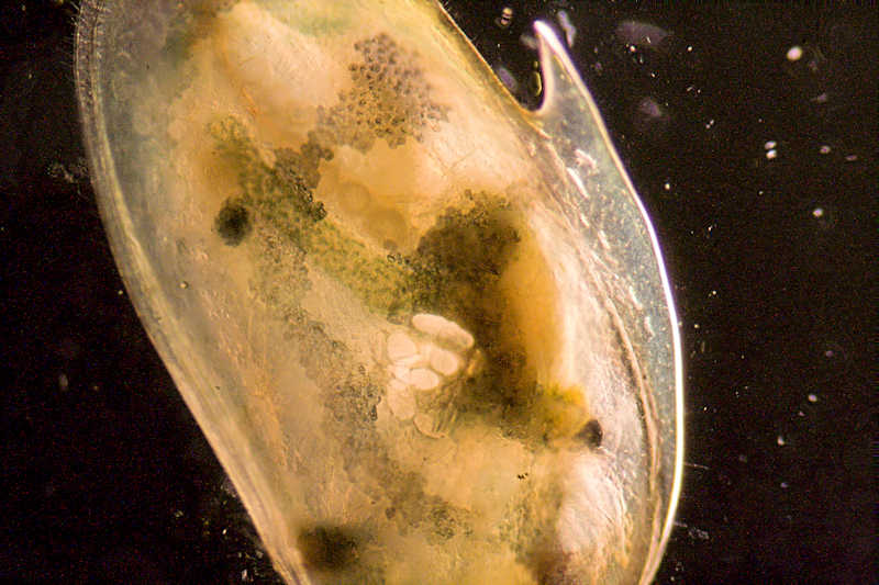 ostracode gigante....