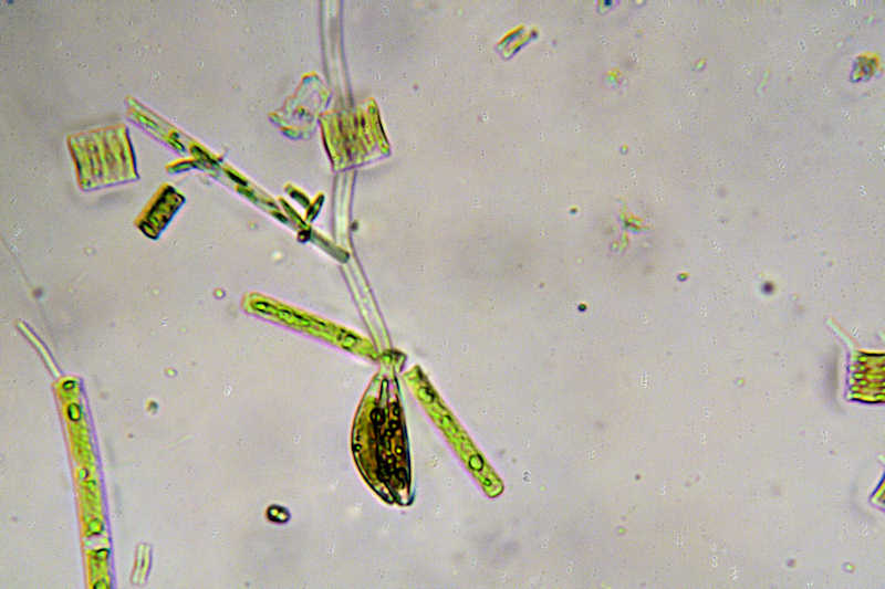 encyonema (1)