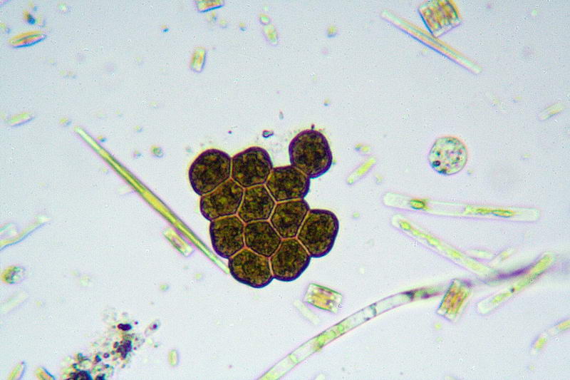 Ancora Pediastrium