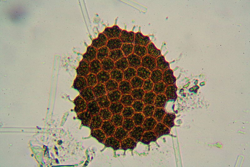 sempre Pediastrum boryanum