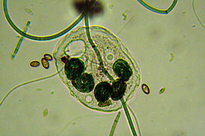 nuovo planacromatico: prime immagini