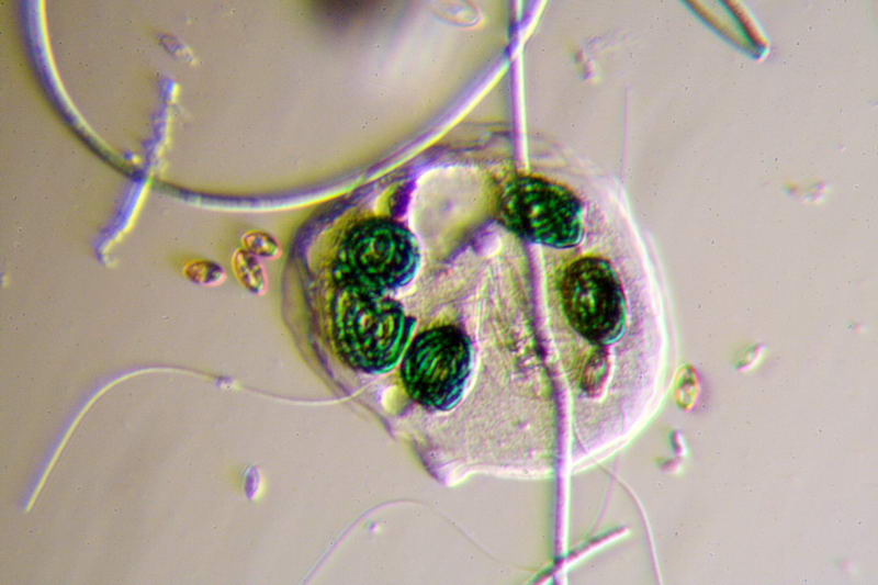 nuovo planacromatico: prime immagini