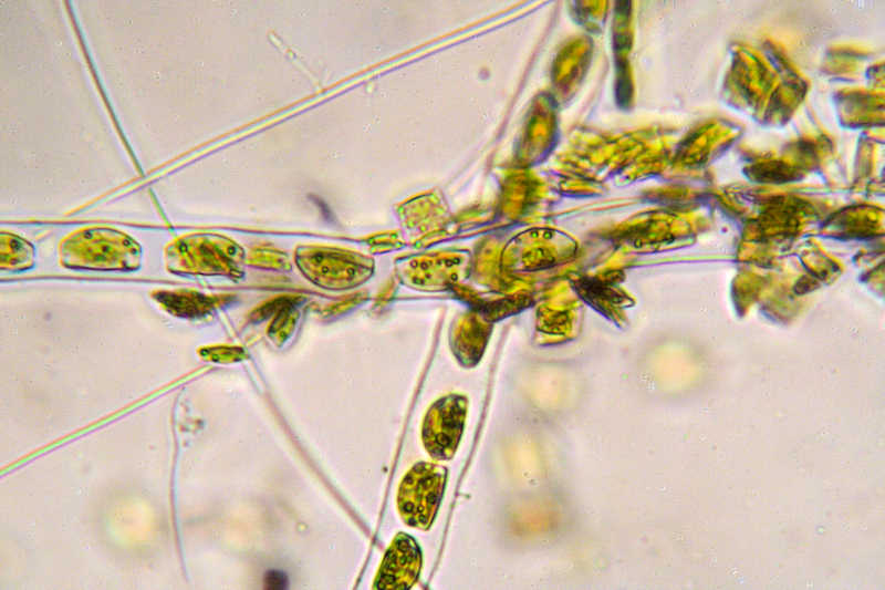encyonema (1)